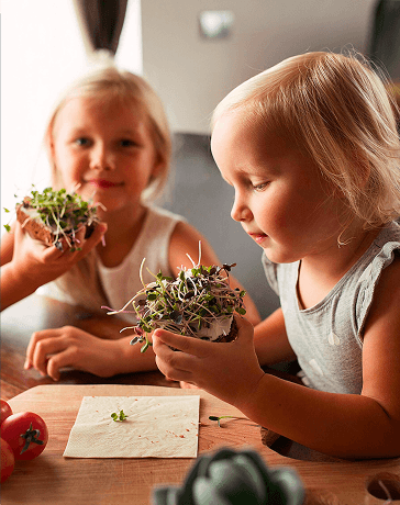 Čerstvé výhonky v krabičce