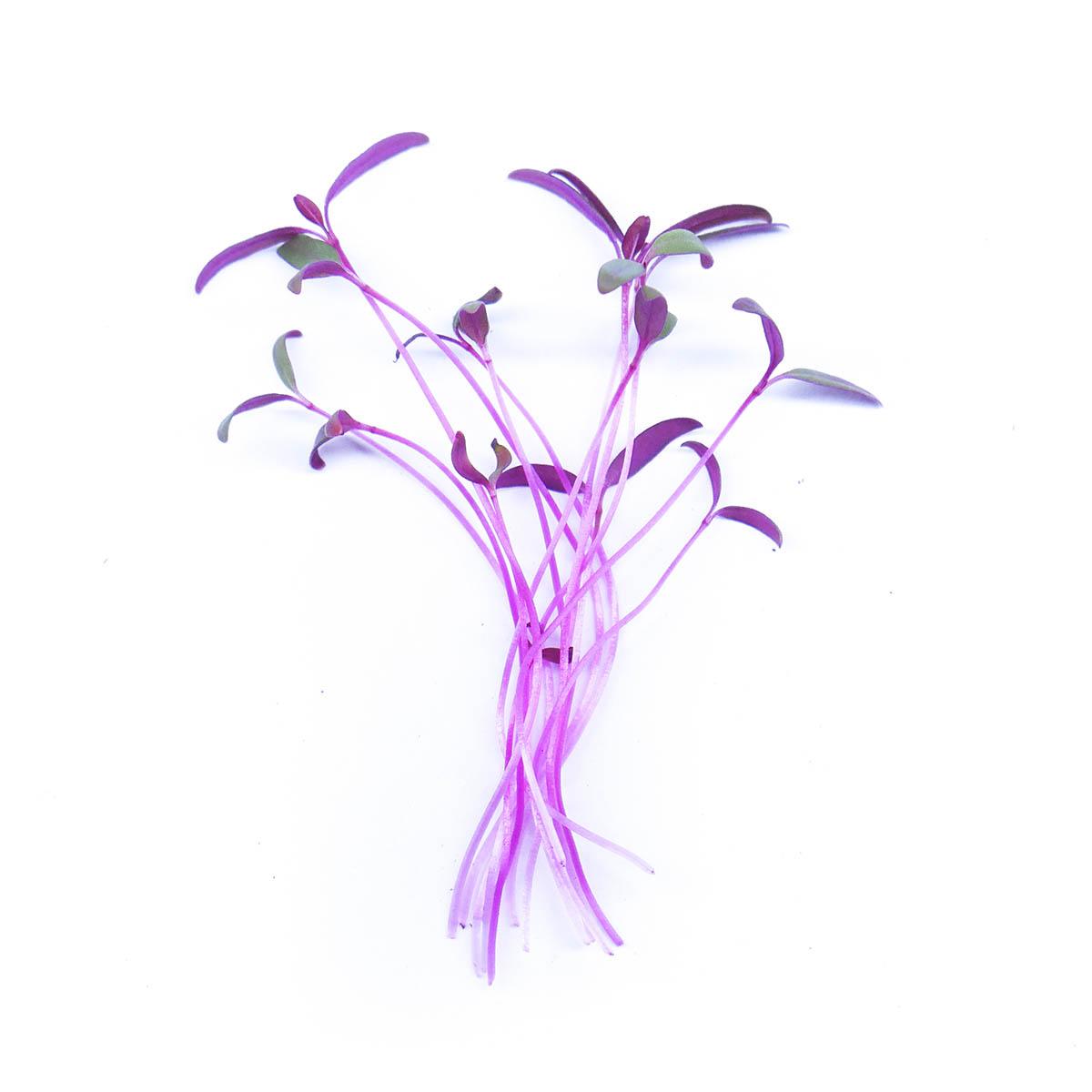 Amarant - čerstvé výhonky od Flancky