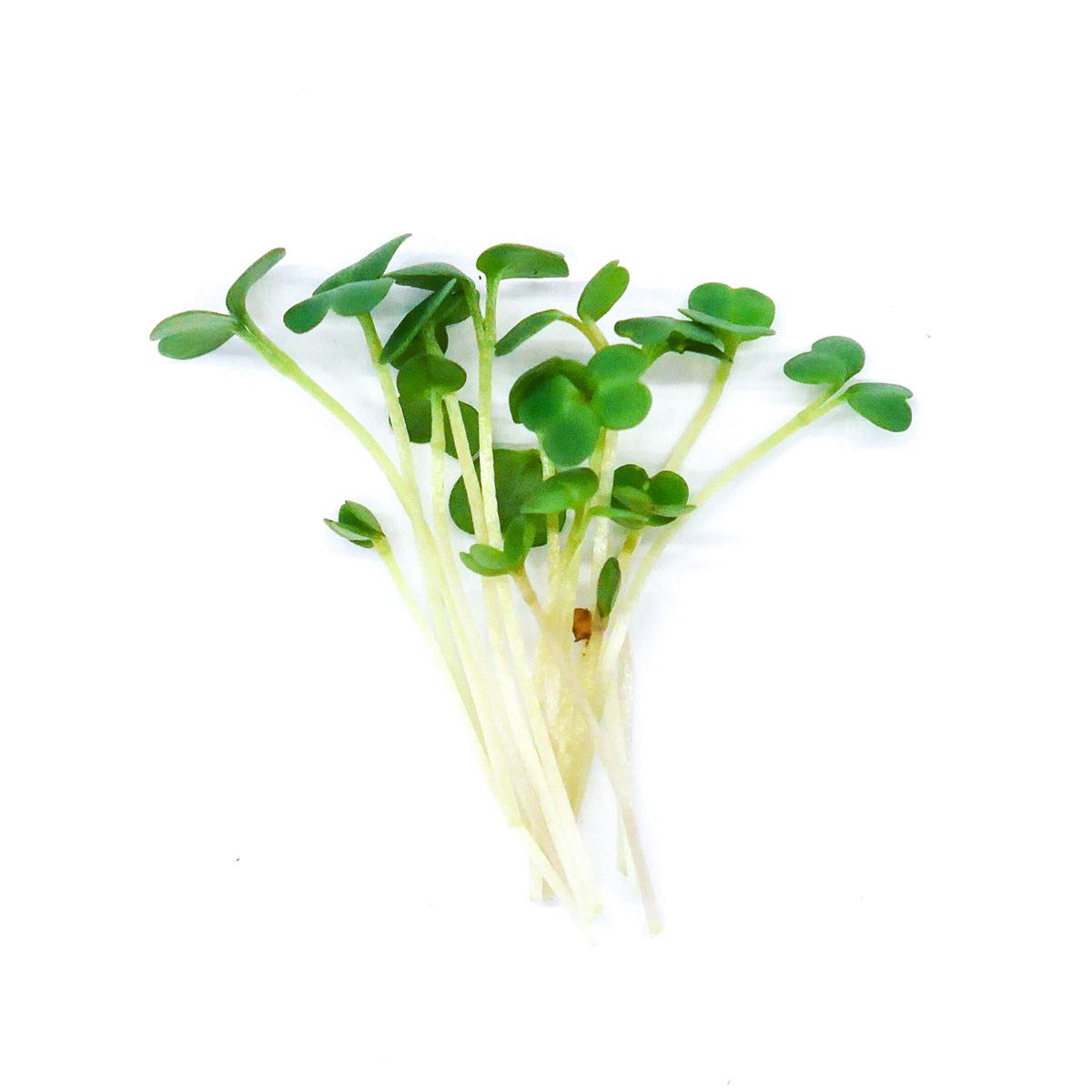 Rukola - čerstvé výhonky od Flancky