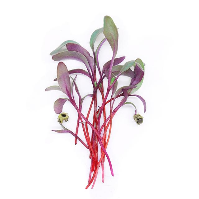 Řepa - čerstvé výhonky od Flancky