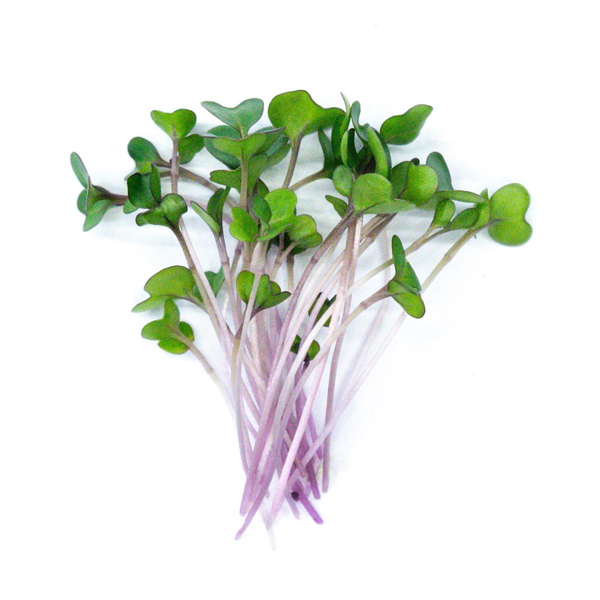 Kedlubna růžová - čerstvé výhonky od Flancky