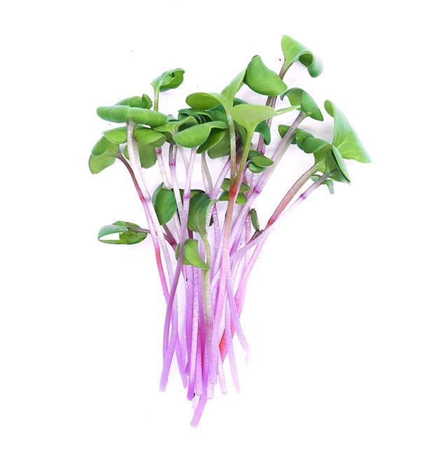 Ředkvička Red Rose - čerstvé výhonky od Flancky