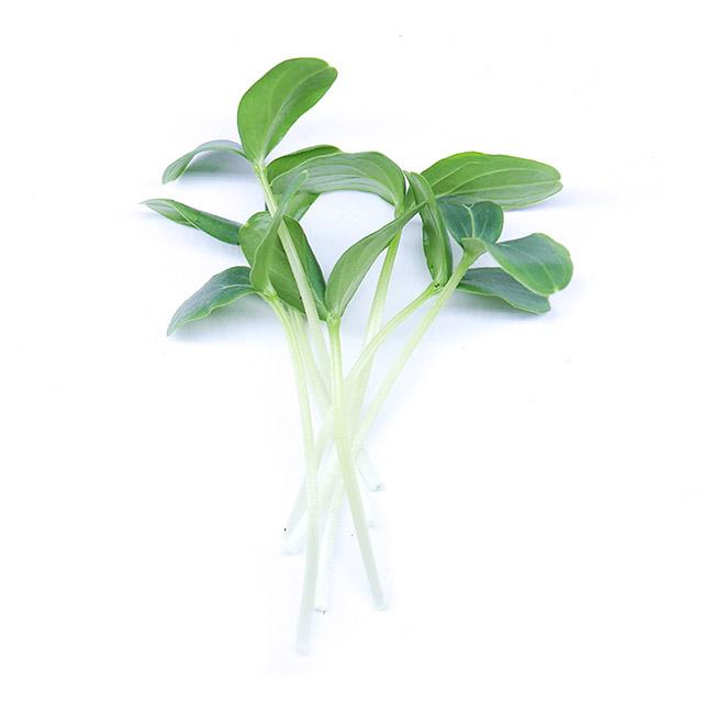 Okurka - čerstvé výhonky od Flancky