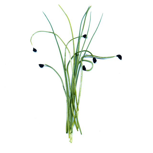 Pórek - čerstvé výhonky od Flancky