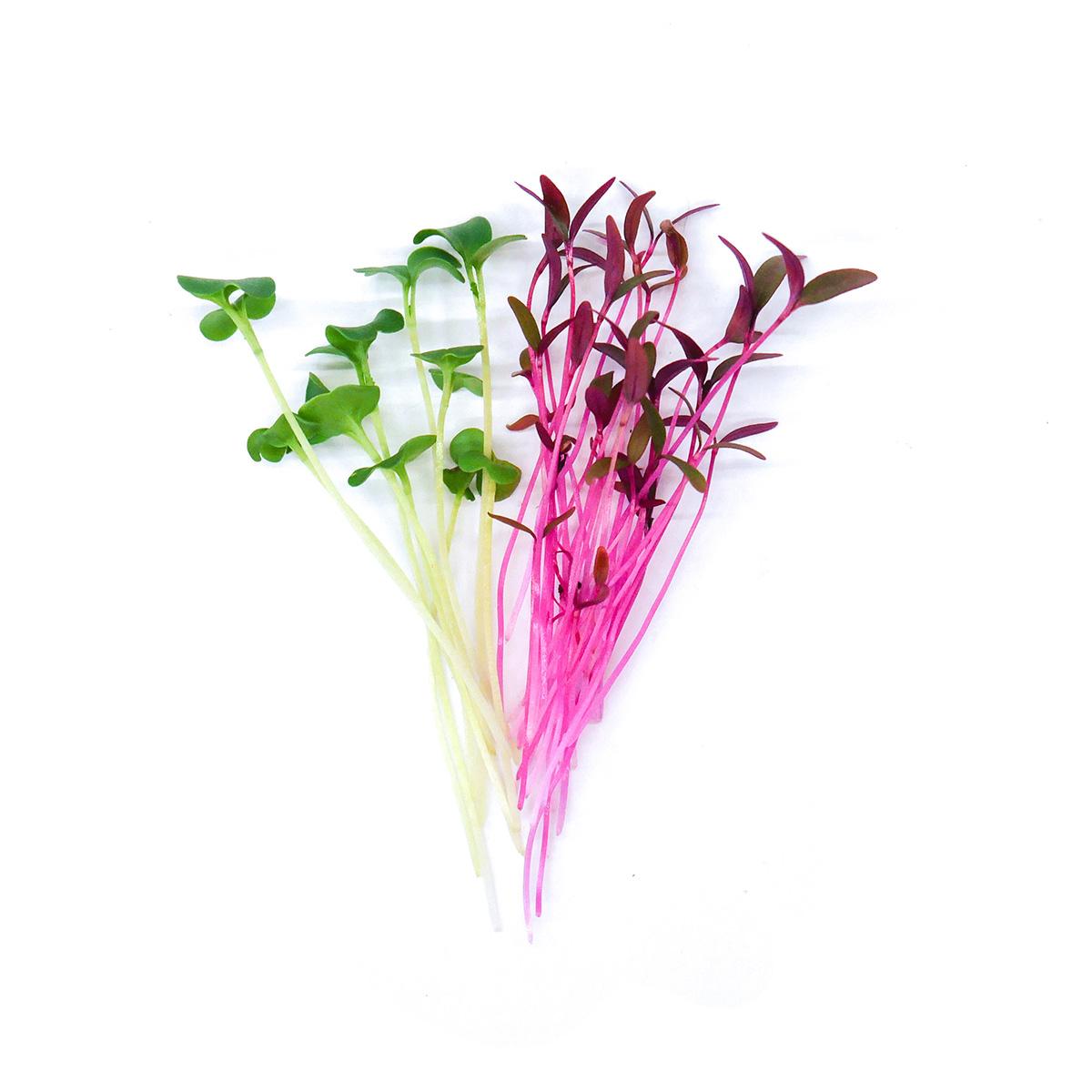 MIX Amarant a brokolice - čerstvé výhonky od Flancky