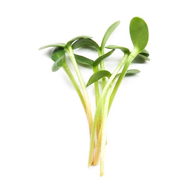 Slunečnice - čerstvé výhonky od Flancky