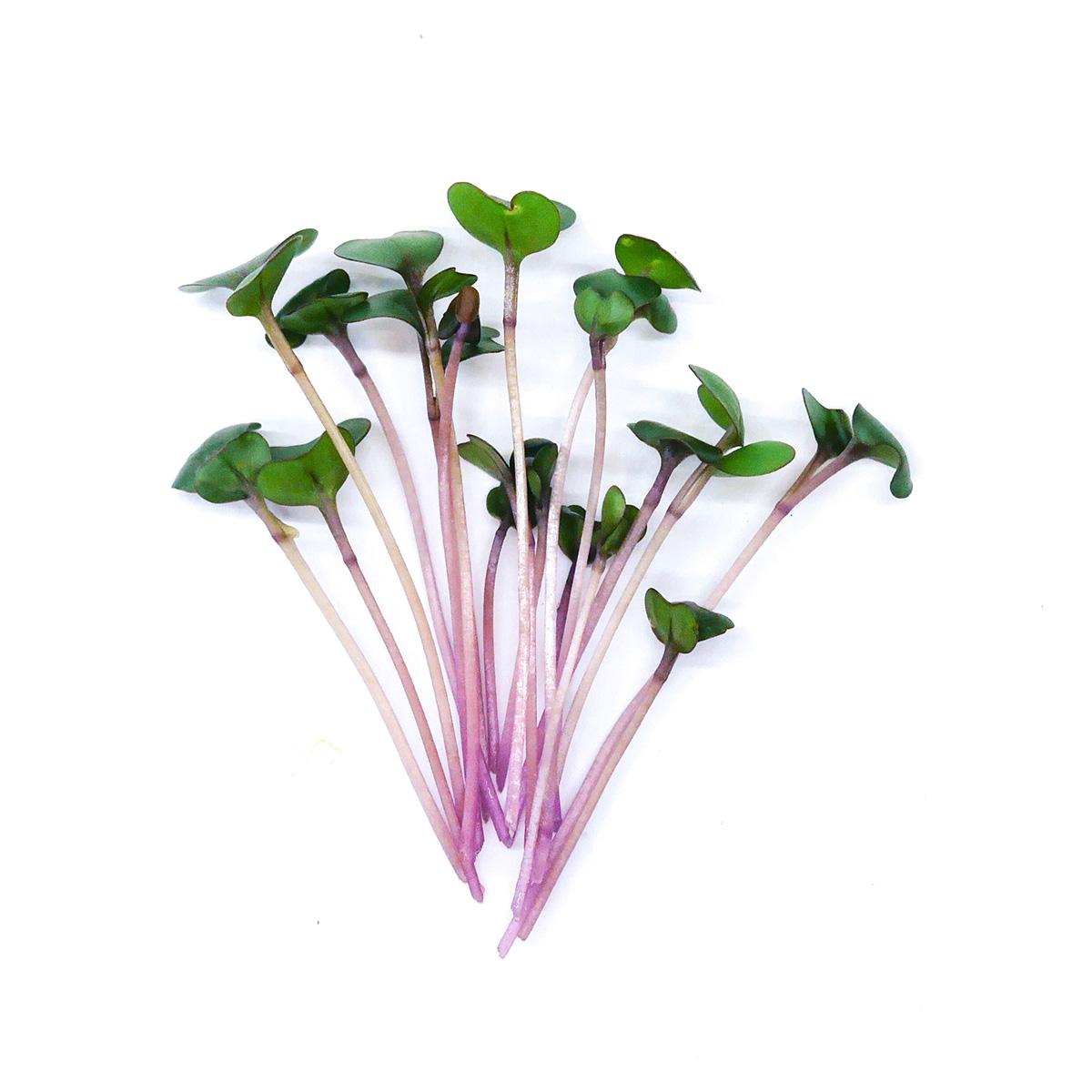 Zelí červené - čerstvé výhonky od Flancky