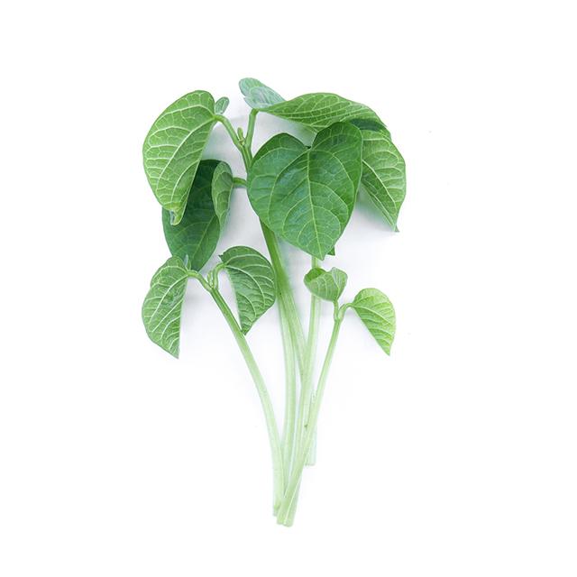 Fazole Adzuki - čerstvé výhonky od Flancky